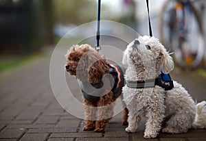 Shallow focus shot of two mini Pudels in Germany, Sachsen-Anhalt, Halle photo