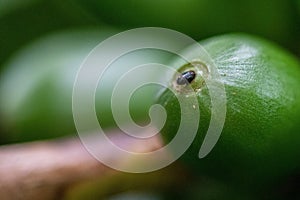 Shallow focus shot of unripe blooming coffee on the branches at daytime