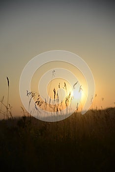 Shallow focus of a silhouette of a wheat field against a blurred golden hour
