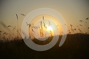 Shallow focus of a silhouette of a wheat field against a blurred golden hour