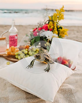 Shallow focus of a small water turtle on pillows with fruits at the beach