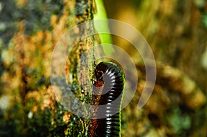 Shallow focus of a Spirostreptus millipede on a tree bark photo