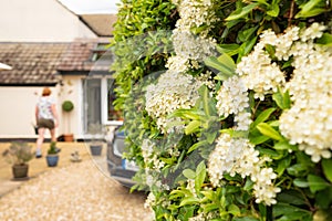 Shallow focus of a summer bloom on a well maintained privet hedge seen in at the back of a large house.