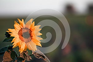 Shallow focus of a sunflower at the sunrise iwith blurred background
