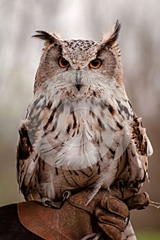 Shallow focus of Turkmenian Eagle Owl, Bubo bubo turcomanus, perched on falconry glove