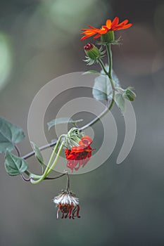 Shallow focus of two red Naturaleza flowers on the twig with a blurred background photo