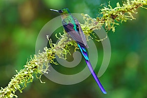 Shallow focus of a Violet-tailed sylph perching on tree branches with blur background
