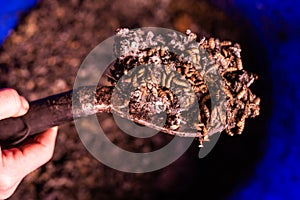 Shallow focus of Wasted food in a compost bin rotting with worms soil and organic material