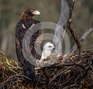 Shallow focus of Wedged-tailed Eagle photo