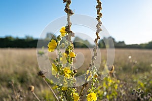 Shallow focus of a wild growing, tall yellow plant seen at the edge of a meadow.