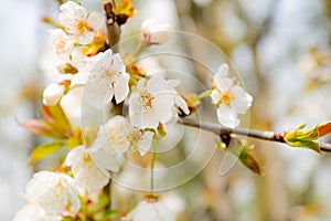 Shallow focus of wonderful springtime blossom seen on wild trees in a nature reserve