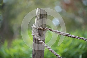 Shallow focus of a wooden peg in the garden with rope in the garden