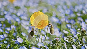 Shallow focus of a yellow Iceland poppy flower vibrating on the ground