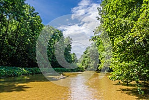 Shallow forest river with a sandy bottom