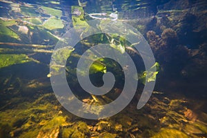 Shallow freshwater river with clear water and dense vegetation, yellow water-lily and hornwort, lots of plants, detritis and algae