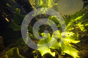 Shallow freshwater river with clear water and dense vegetation, yellow water-lily, potamogeton and hornwort underwater