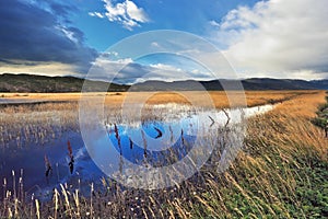 Shallow lake, overgrown with grass