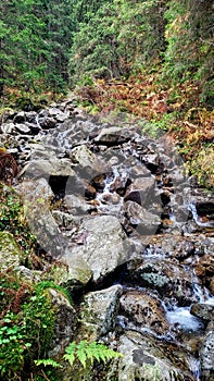 Mělký horský potok s kamenným dnem