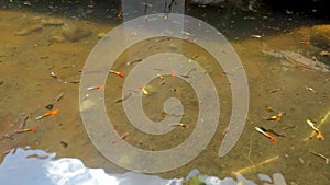 Shallow murky water ponds are used to accommodate colorful betta fish