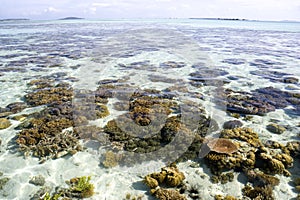 Shallow Open Sea and Corals