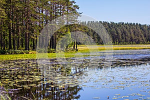 Shallow and overgrown lake photo