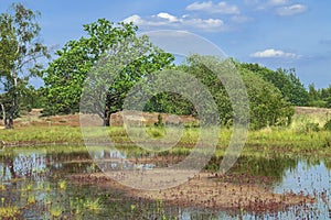 Heath field with distant forest