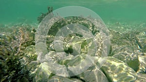 Shallow rocky sea bottom with fish