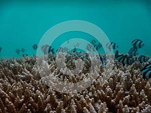 shallow sea. group of little fish diving around top of coral under sea. this image for marine life,nature and seacape concept