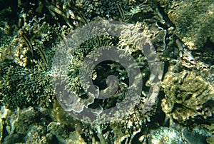 A shallow seabed of coral reefs and ocean plants