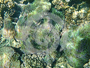 A shallow seabed of coral reefs and ocean plants