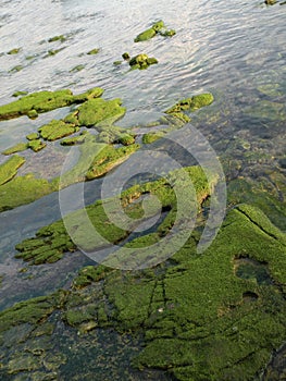 Shallow stones, round stones, mossed with moss, from a translucent water, light refuses from water, shallow sea,looks l