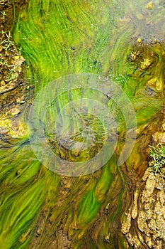 Shallow stream with bright green algae