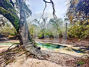 Shallow teal waters of the spring run at Telford Spring flow beneath a Live Oak into the Suwannee