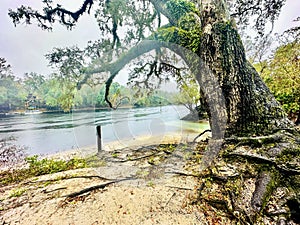 Shallow teal waters of the spring run at Telford Spring meet the Suwannee River beneath a Live Oak