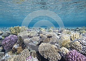 Shallow tropical coral reef