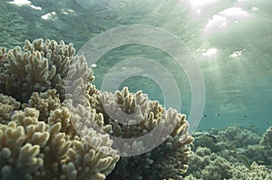 Shallow tropical coral reef, natural light.