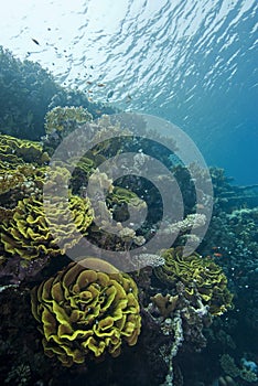 Shallow underwater reefscape.