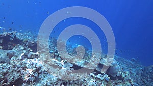 shallow water clip of corals on rainbow reef of fiji