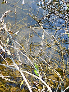 Shallow water covered with plants and branches