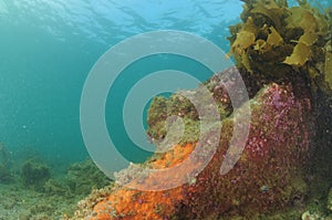 Shallow water reef with bright encrusting sponge