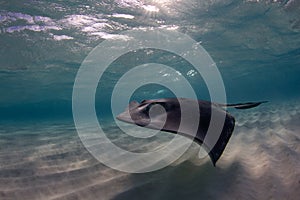 Shallow Water Stingray