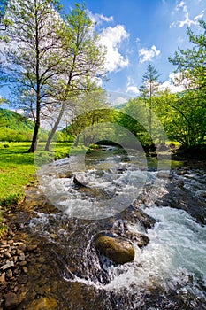shallow water stream flowing through the valley in carpathian mountain