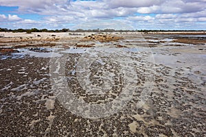 The shallow waters near stromatolities structures in a sea in Hamelin Pool Marine Nature Reserve in Shark Bay, WA