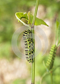 Shallowtail larvae feeding. (Papilio Machaon)