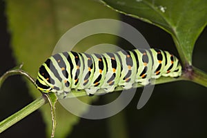 Shallowtail larvae feeding. (Papilio Machaon)