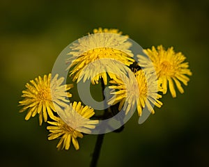 Shalow focus of yellow dandelions growing in the field photo