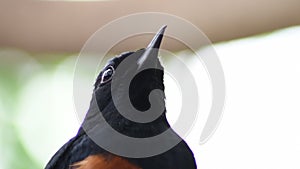 Shama malabar head bird in a tree - Kittacincla malabarica