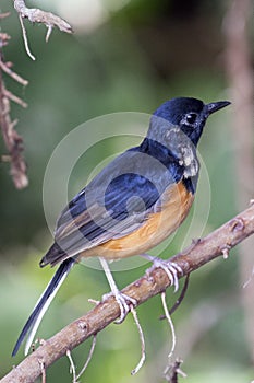 Shama Thrush Profile