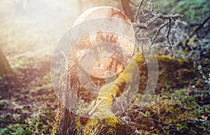 shaman drum in landscape on moss wood.