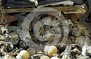 Shaman market, Bamako Mali